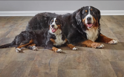 Top Pet-Friendly Flooring Suppliers for Residential Use in 2025