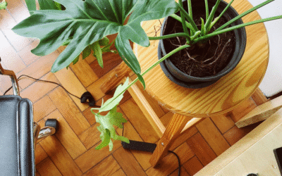 Top Low-Voc Laminate Flooring Manufacturers In Germany For Green Building Solutions