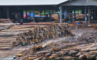 Plywood 13 Timber Prices Forecast: Impacts On Laminate Flooring Manufacturing